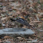 LuckyBookの野鳥不定期日記３＜備忘録＞