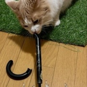 3匹を連れて獣医さんから帰る時に天気が急変