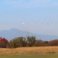 飛ぶオオハクチョウを撮る🦢🦢📸（多々良沼公園）