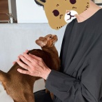 おうちごはんとおかしとねこ