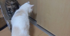 実物のﾈｺﾁｬﾝたちセカンド259