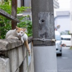 猫写真家・沖 昌之のブログ　野良ねこちゃんねる。　