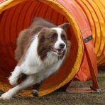 フォトグラファーチコソラのブログ