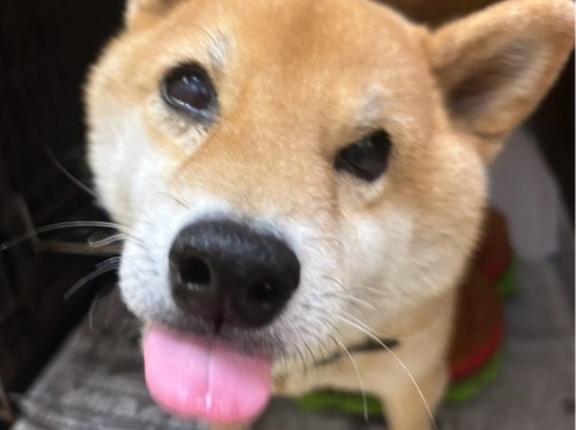 緑内障の栗太郎と　アレックス通信💓