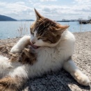 近所のセコケチママに何を勘違いされたのか、いきなり家に来て「幼稚園の入園金出させてあげる！ついでに制服も買わせてあげる！ついでに月謝も出させてあげる！」と大声で言われた…