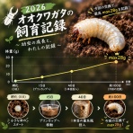 オオクワガタの常温飼育記録