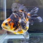 『金魚入荷情報！』の画像