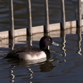 KAMONOMANIA　カモノマニア