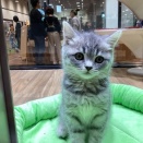 新入生《猫の部🐱🐾》