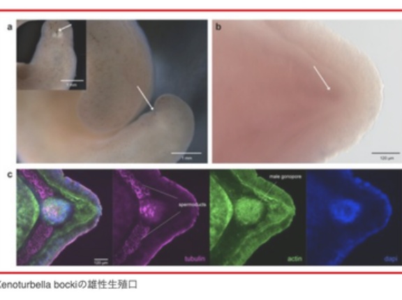 【衝撃】肛門、精子を出す穴だった