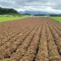 北軽井沢の夏の高原野菜の様子(2026.06.09)