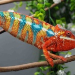 COLORS