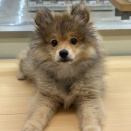 モフモフな🐶