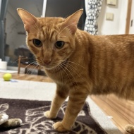 マレーシア生まれの猫は日本の冬に対応できるのか？