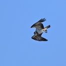 ミサゴのダイビング②