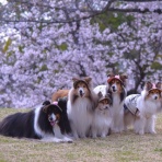 メロディ＆ミニーの写真館