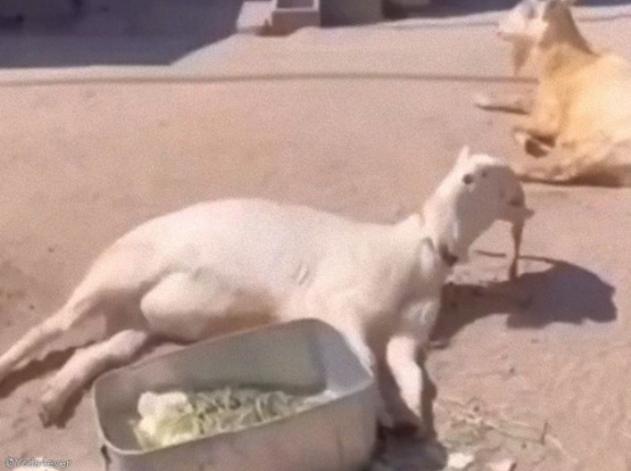 野生を失ったヤギ&hellip;ダラけたポーズで食べながら寝落ちする