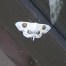 昨年(2025)出会ったシャクガの仲間①