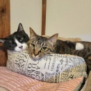 今日の仲良しカップル💑