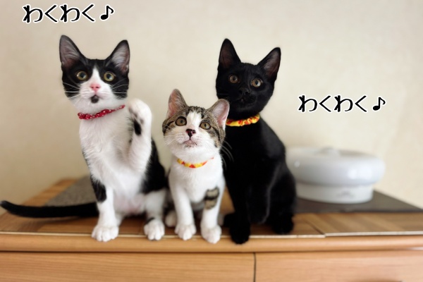シュウさま専用ページ シュウ様のウチの子記念日 : 猫とお酒と日々のこと Powered by