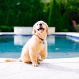 『前足の無いわんこ「オーリー」』の画像