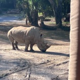 『【WDW】５DAYS②　アニマルキングダム、ゴリラゴリラゴリラ　家族5人旅行【ディズニー】』の画像
