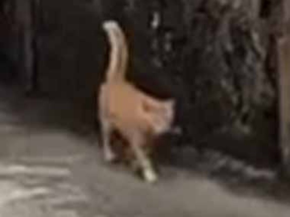 【人気のスポット】 １匹のネコが道端にいた。他の猫もやってくる → 続々とこうなります…