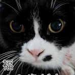 cat cafe Prince