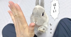 うさぎのルリ(5/1追記)