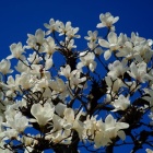 『KAMLAN50mmF1.1で感じた2021春＆今日の哲学堂桜情報　2021/03/22』の画像