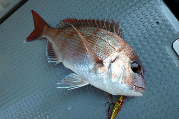 Fishing My Life 真鯛ジギング