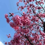 おひとりさま→高齢シンママの徒然