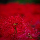 『2025.9 ㊗満開『阿部山彼岸花群生地❸』岡山県高梁市』の画像