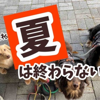 メルロコ一家の横須賀ストーリー