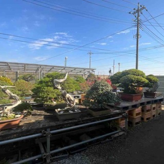 雨竹 盆栽 水石 便り