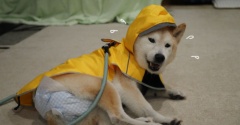 雨だし…寒いし…