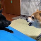 動物まとめ速報