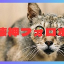 【弱っ…】破壊神フォロボス討伐！！！！