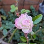 すみ子の小鳥が憩う手作りガーデン