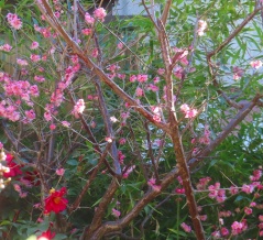 モッコウバラの剪定＆自宅の山茶花の花びら掃除