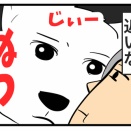 【シニア犬の白内障】突然散歩で歩かなくなった｜老化による視力低下と家でできる対策まとめ
