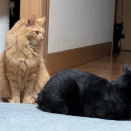 遠くに　すみれちゃん