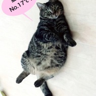 【最後の参加です】推し猫グランプリ、開催中【一票お願いします】