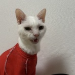 ねこかます