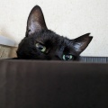 かえでちゃん　新しい箱だよ