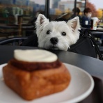 たかシェフのおうちごはん。と、白い犬。と、チワワ。