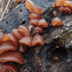 さいたまのタクシー会社「コロナ禍で経営ヤバイ…せや！会社の敷地でキクラゲ栽培するかー」　→　数年後の現在、ガチでとんでもないことになってしまうｗｗｗｗｗ