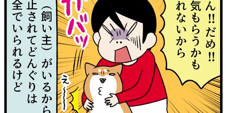 柴犬どんぐり三毛猫たんぽぽ 野生 Powered By ライブドアブログ