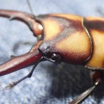 ハルの貧乏飼育記