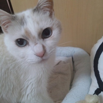 実物のﾈｺﾁｬﾝたちセカンド213